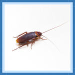 Sem nome (512 × 512 px) (310 × 310 px) (1)