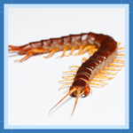 Sem nome (512 × 512 px) (310 × 310 px) (10)
