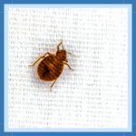 Sem nome (512 × 512 px) (310 × 310 px) (12)