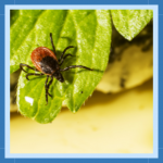 Sem nome (512 × 512 px) (310 × 310 px) (13)