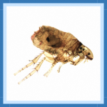Sem nome (512 × 512 px) (310 × 310 px) (3)