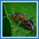 Sem nome (512 × 512 px) (310 × 310 px) (4)