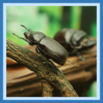 Sem nome (512 × 512 px) (310 × 310 px) (9)